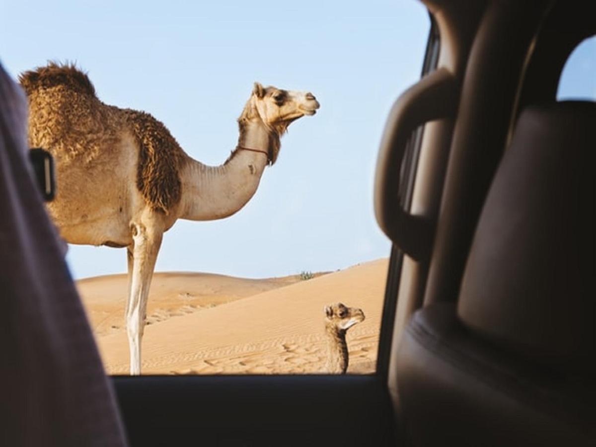 M'Hamid Desert Camp Tours מראה חיצוני תמונה